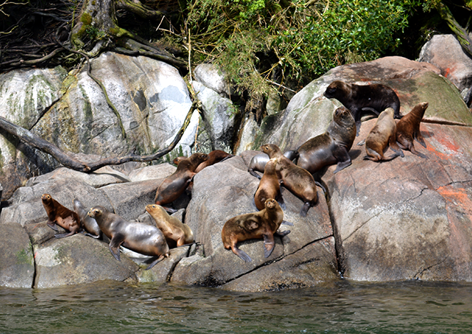 Leões marinhos Laguna San Rafael